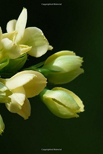 Preisvergleich Produktbild Kalanchoe Notebook