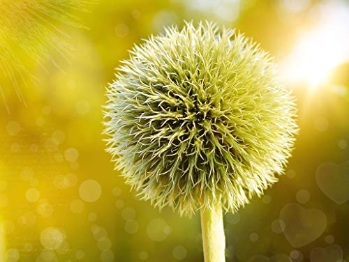 Preisvergleich Produktbild Lais Puzzle Kugeldistel 2000 Teile