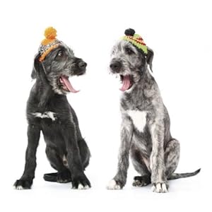 Funny Dogs 2015 Broschürenkalender