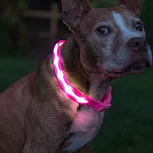 Blazin' Safety LED Dog Collar ? USB Rechargeable with Water Resistant Flashing Light ? Large Pink