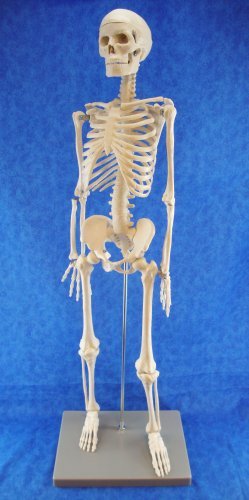 Half Size Human Skeleton Model by MHB