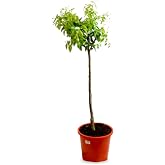 VerDecora Mandarin Citrus Tree in 5L Pot | Citrus Reticulata, Vegetable garden planting, Hearty fruits, Natural outdoor plant