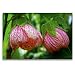 Produktbild Calvendo Premium Textil-Leinwand 120 cm x 80 cm quer, Abutilon, Schönmalve Lady Godivah | Wandbild, Bild auf Keilrahmen, Fertigbild auf echter Leinwand, Leinwanddruck Natur Natur