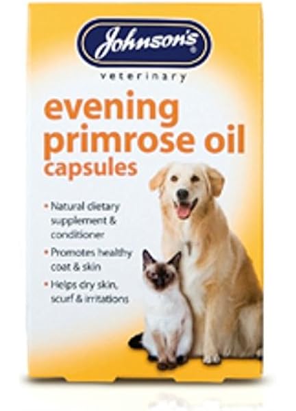 long haired american guinea pig