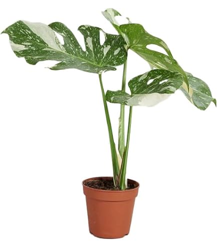 philodendron mineralisches substrat Aroid Substrat | Monstera | Philodendron | organisch main image 0