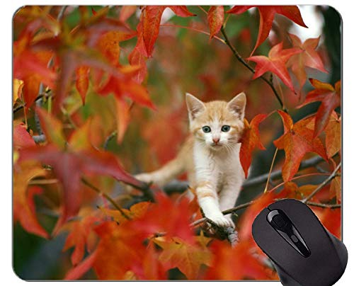 Preisvergleich Produktbild Spiel-Mausunterlage Gewohnheit, Baby-Tierkätzchen verlässt Katzenherbst rutschfeste Gummibasis Mousepad