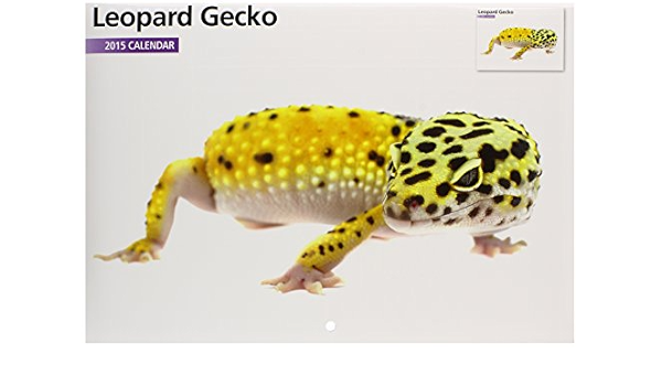 Buy Leopard Geckos 15 Calendar Book Online At Low Prices In India Leopard Geckos 15 Calendar Reviews Ratings Amazon Buy Leopard Geckos 15 Calendar Book Online At Low Prices In India Leopard Geckos 15 Calendar Reviews Ratings Amazon