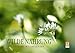 Produktbild WILDE NAHRUNGAT-Version (Wandkalender 2019 DIN A2 quer): Essbare Wildpflanzen: faszinierend, gesundheitsfördernd und artenreich. (Monatskalender, 14 Seiten ) (CALVENDO Lifestyle)