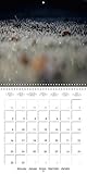 Image de Vu du sol : Un regard de la nature au ras des pâquerettes ! Calendrier mural