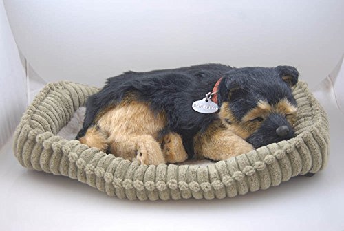 perfect petzzz westie