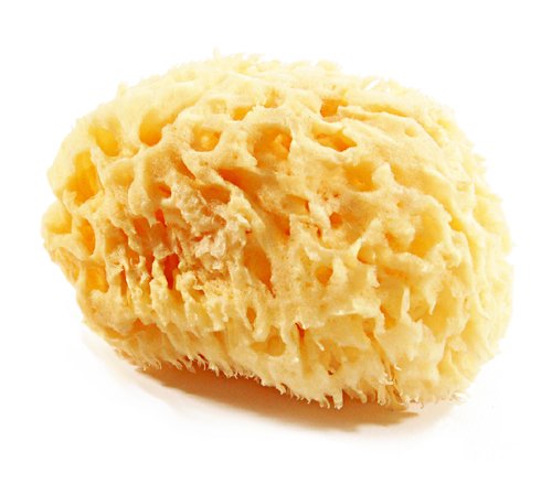 Large Mediterranean Honeycomb Sea Sponge