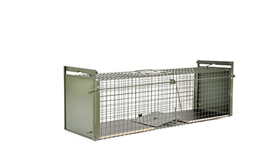 wie fange ich einen Marder