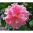 Platone's Live Live Pink Hibiscus/Gudhal Double Flower 1 Healthy Live Plant With Plastic Bagss