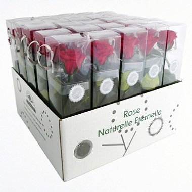 1 Haltbare stabilisierte Rose in rot, konservierte Rosen die ihre lebendige Natürlichkeit über eine Ewigkeit behalten. - 6