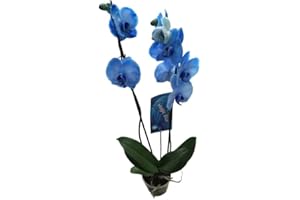 Orquídea Azul | DECOALIVE | Phalaenopsis | Planta Natural con Flores Azules | Buena Altura