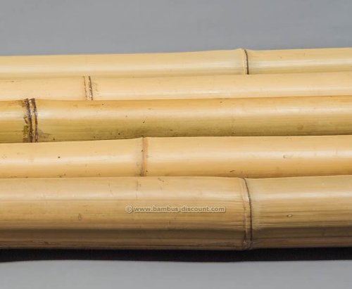 10er Set Bambusrohr gelb, Moso Bambus, gebleicht, Durch. 4,5 – 6cm, Länge 300cm (BAYS3005) - 3