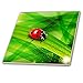 Produktbild 3dRose CT 167250 _ 1 Life wie Lady Bug auf Grün Abstrakt Leaf-Ceramic Fliesen, 4-Zoll