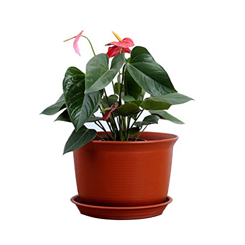 Preisvergleich Produktbild Anqeeso Blumentopf, Kunststoff, Kreis Blumentöpfe Pflanzgefäße mit Untertasse Palette des Frischen Setzlinge Töpfe für Home Office Dekoration, Red Short Style, XL