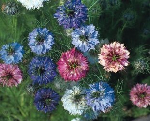 Just Seed Saatgut, Jungfer im Grünen / Nigella damascena, Sorte "Persian Jewel", 300 Samen