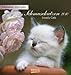 Schmusekatzen 2010: Postkartenkalender by