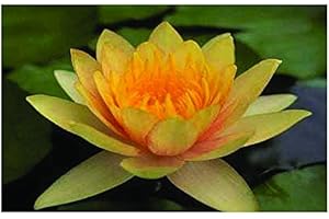 Lincolnshire Pond Plants Ltd - Comanche Water Lily - Live Water Plant Aquatic Pond Lake Marginal - Potted