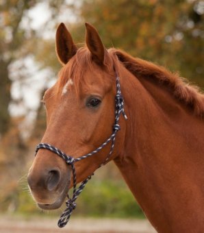 Knotenhalfter-nachtblausilber-PON