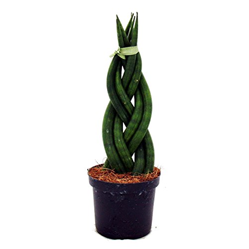 Sansevieria cylindrica – Pfiffiges 3er Set im 6,5cm Topf – Bogenhanf, Schwiegermutterzunge - 4