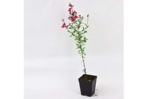 MONDOPIANTE Pianta Salvia Greggi Rossa, Vaso 7cm,Altezza 10/15cm