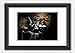 Produktbild The Hives - Christian Grahn Forum Theatre Melbourne 2013 Poster Black Frame 29.7x42cm (A3) White