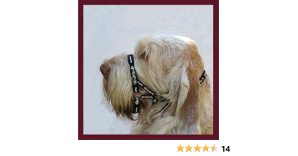 dogmatic headcollar amazon