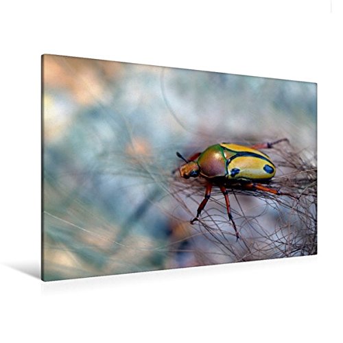 Premium Textil-Leinwand 120 cm x 80 cm quer, Afrikanischer Rosenkäfer | Wandbild, Bild auf Keilrahmen, Fertigbild auf echter Leinwand, Leinwanddruck: Eudicella (CALVENDO Tiere)
