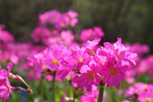 Wasserpflanzen Wolff - Primula rosea - Rosenprimel - Sumpfprimel, rosa