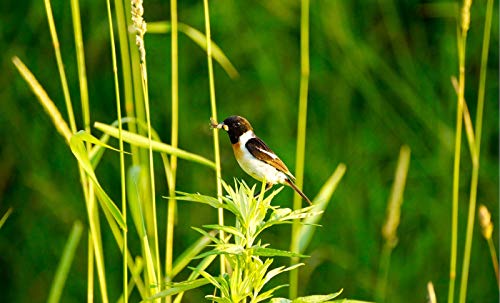 Sony 55-300mm f/4.5-5.6DT Sam - Objetivo para Sony (Distancia Focal 82.5-450mm, Apertura f/4.5-29, Zoom óptico 5.4X, diámetro: 62mm), Negro - Sony