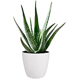 Aloe Vera Plant - Large Plant Around 30-40cm Inclluding Pot for The Home Or Office