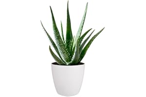 Carbeth Plants Aloe Vera Plant - Large Houseplant in Decorative White Pot - Healing Indoor Succulent for Home or Office