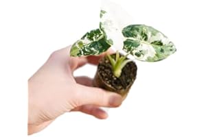 PLNTS - Baby Alocasia Frydek Variegata (pfeilblätter) - Zimmerpflanze - Zimmerpflanzen, Pflanzen Echt, Nachhaltige Verpackung - 2cm Stecklinge - Höhe 12cm - Direkt von der Gärtnerei