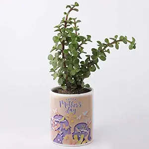 Ferns N Petals Jade Plant In Happy Mothers Day Printed Ceramic Pot 4 x 3.2 Inch | Mothers Day | Gift For Mom