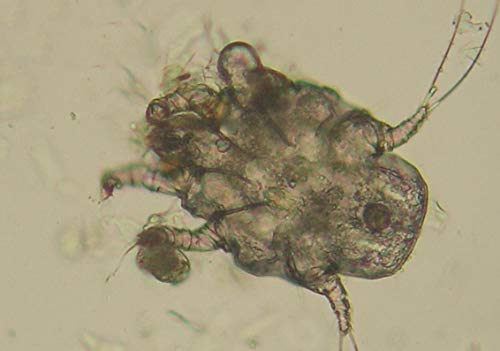 Peticare-Chat-Nettoyant-Oreilles-Lotion-acarien-de-Oreille-et-Anti-parasitaire-soulage-demangeaisons-et-inflammations-Soins-pour-Chats-100-naturels-petCat-Health-3011