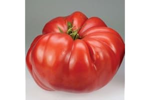 SVI Las semillas de tomate gigante carmesí! HERENCIA enorme RARO!