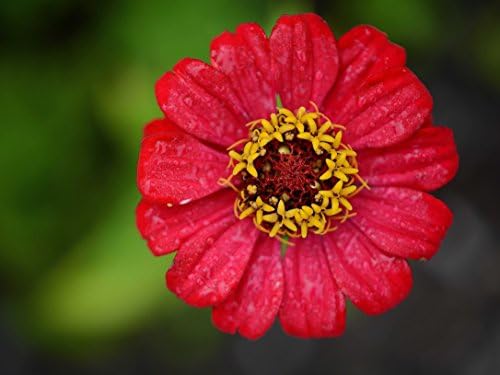 VERO PUZZLE 48132 Backgrounds Flower, 2000 pieces in high quality, cellophaned puzzle box