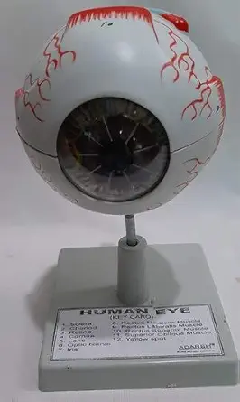 Human Eye Model