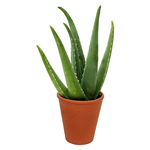 Delightful Mini Aloe Vera Plant Excellent healing benefit Aloe Vera