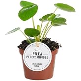 Mini Money Plant China | Mini Indoor Plant | Pilea Peperomioides