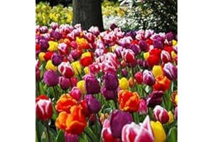 MILLTHORPE PLANT CENTRE Triumph Tulip Bulbs - 50 Mixed - Create A Stunning Spring Bulb Display - Millthorpe Plant Centr