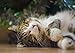 Produktbild A1 | Schöne Tabby-Katze Plakat-Druck Größe 60 x 90cm niedliche Tiere Poster Geschenk # 15930