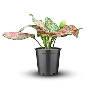 Mphmi Nurseryplant Aglaonema dud anyamanee, Aglaonema anyamanee (Green, Pink) - Plant