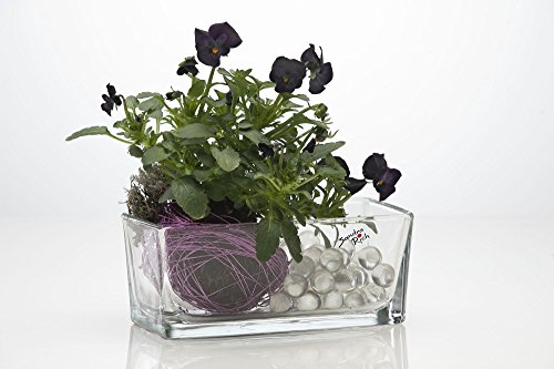 Glasschale JARDINIÈRE, Glas, klar, rechteckig, 15x8cm, H. 7,5cm, Sandra Rich - 2