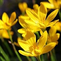 Rain lily | Grow All Season Flower Bulbs| flower bulb | Pack of 2 Best bulbs | by Udanta®(Yellow)