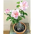 SeeGreen- Adenium plant/adenium flower plant/adenium live plant./guaranteed 1 (set of 1) without pot -