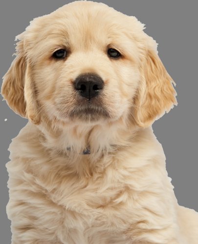 OFA Greeting Cards Mignon Chiot Golden Labrador (Retriever) Carte de Vux - Note Carte, N'importe Quelle Occasion Carte 20,3 x 12,7 cm Pouce pour Violoncelle enveloppé, avec enveloppe